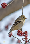 American Goldfinch 2063